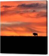 Bison In The Morning Light Canvas Print