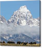 Bison In The Tetons Canvas Print