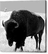 Bison On Open Range Canvas Print