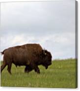 Bison On The American Prairie Canvas Print