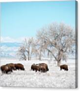 Bisons In A Winter Morning Canvas Print