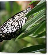 Black And White Butterfly - Canvas Print