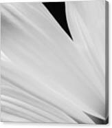Black And White Daisy Flower Peeking Canvas Print