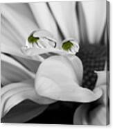 Black And White Daisy Water Canvas Print