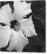 Black And White Hibiscus 2 Canvas Print