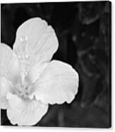Black And White Hibiscus 3 Canvas Print