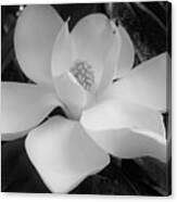 Black And White Magnolia Blossom Canvas Print