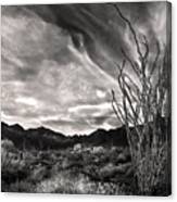 Black And White Ocotillo And Clouds Canvas Print
