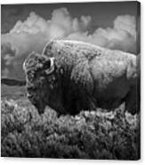 Black And White Of American Buffalo In Yellowstone Canvas Print