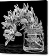 Black And White Orchid Antique Mason Jar Canvas Print