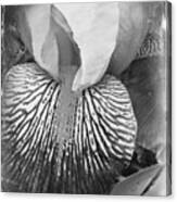 Black And White Orchid Canvas Print