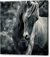 Black And White Portrait Of Horse Canvas Print