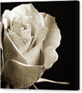 Black And White Rose 5534.01 Canvas Print
