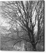 Black And White Study Of A Tree Canvas Print