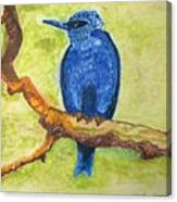 Black As Blue Bird Canvas Print