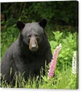 Black Bear And Lupines Canvas Print