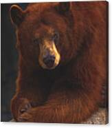 Black Bear Canvas Print