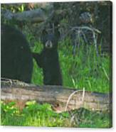 Black Bear Sow And Cub-signed-#8913 Canvas Print