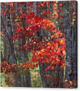 Black Birch Tree Splendor Canvas Print