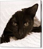 Black Cat In Chenille Canvas Print