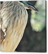 Black Crowned Night Heron #1 Canvas Print