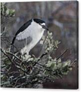 Black-crowned Night-heron Canvas Print
