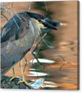 Black-crowned Night Heron Canvas Print