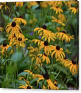 Black-eyed Susan Canvas Print