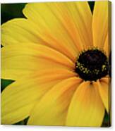 Black-eyed Susan Canvas Print