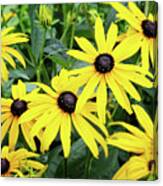 Black Eyed Susans- Fine Art Photograph By Linda Woods Canvas Print