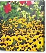 Black-eyed Susans - Flowers Of Bethany Beach Canvas Print