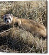 Black-footed Ferret On The Prowl Canvas Print