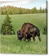 Black Hills Bull Bison Canvas Print