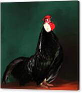 Black Rooster Canvas Print