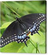 Black Swallowtail Butterfly Basks In The Sun Canvas Print