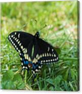 Black Swallowtail Butterfly Canvas Print