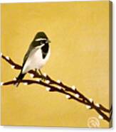 Black Throat Sparrow On Willow Branch Canvas Print