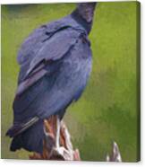 Black Vulture Parque Panaca Colombia Canvas Print