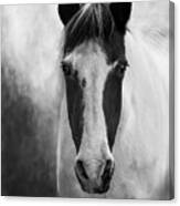Black White Horse Photography, Mystic Mare Canvas Print