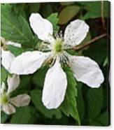 Blackberry Bloom Canvas Print