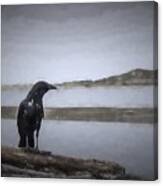 Blackbird Surveys The Bay Canvas Print