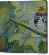 Blackburnian Warbler I Canvas Print