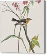 Blackburnian Warbler Canvas Print