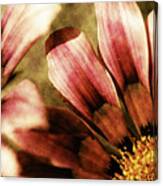 Blanket Flowers Canvas Print