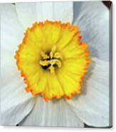 Bloom Of Narcissus Canvas Print