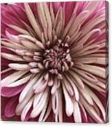 Bloom Of Pink Canvas Print