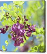 Bloom Of Purple Acacia Tree Canvas Print