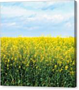 Blooming Canola - Photography Canvas Print