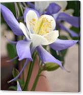 Blooming Columbine Canvas Print