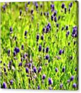 Blooming Lavender Canvas Print